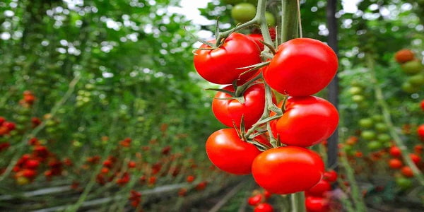 تصویر 2 از قیمت گوجه فرنگی ریز گیلاسی با کیفیت ارزان + خرید عمده